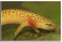 : Pseudotriton ruber; Blue Ridge Red Salamander