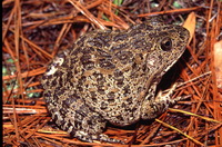 : Rana capito; Gopher Frog