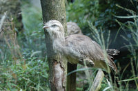 : Cariama cristata; Red-legged Seriema