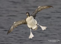 : Gavia immer; Common Loon