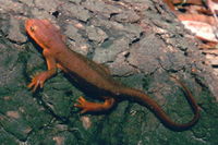 : Taricha torosa; California Newt