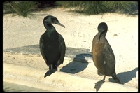 : Phalacrocorax penicillatus; Brandt's Cormorant