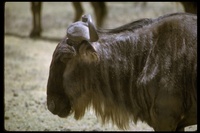 : Connochaetes taurinus; Brindled Gnu