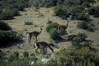 : Lama guanicoe; Guanaco