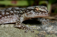 : Afrogecko porphyreus; Marbled Leaf-toed Gecko