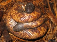 : Charina reinhardtii; Calabar Ground Boa