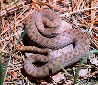: Crotalus pricei; Twin-spot Rattlesnake