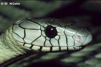 : Dendroaspis viridis; Western Green Mamba