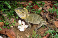 : Hypsilurus spinipes; Southern Angle-headed Dragon