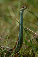 : Thamnophis sirtalis infernalis; California Red-sided Garter Snake