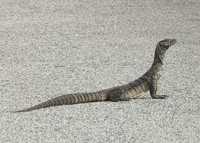 : Varanus rosenbergi; Heath Monitor