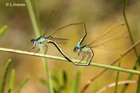 : Nehalennia speciosa; Pygmy Damselfly