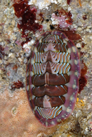 : Tonicella lineata; Lined Chiton