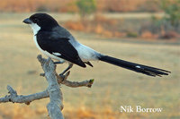 Long-tailed Fiscal