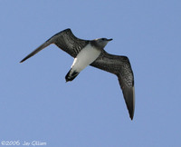 Long-tailed Jaeger. First winter. 1 October 2006. Photo by Jay Gilliam