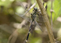 Orthetrum sabina sabina   photo