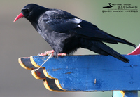 붉은부리까마귀 / Red-billed Chough | 까마귀과