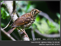 Turdus mupinensis Chinese Thrush 寶興歌鶇 075-021