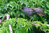 Moorhen 黑水雞