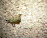 Pin-tailed Sandgrouse - Pterocles alchata - Ganga - Spidshalet Sandh