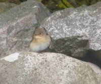 Red-breasted Flycatcher - Tony Mainwood