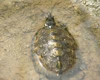 Mauremys japonica