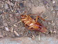 Periplaneta brunnea - Brown Cockroach