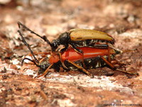 Stictoleptura rubra