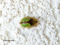 Cassida vibex