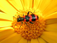 Trichodes apiarius