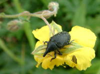 Larinus turbinatus