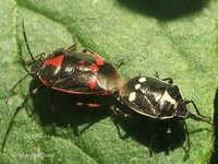 Eurydema oleracea