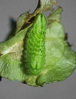 Satyrium w-album - White-letter Hairstreak