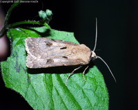 Agrotis exclamationis - Heart & Dart