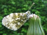 Anthocharis cardamines - Orange Tip