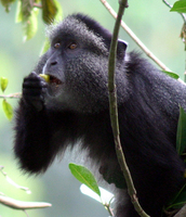 Blue monkey (Cercopithecus mitis stuhlmanni)