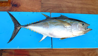 Thunnus obesus, Bigeye tuna: fisheries, gamefish