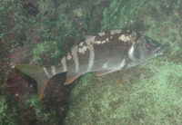 Cheilodactylus variegatus, Peruvian morwong: fisheries