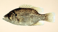 Ambloplites rupestris, Rock bass: fisheries, gamefish, aquarium