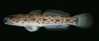 Istigobius hoesei, : aquarium