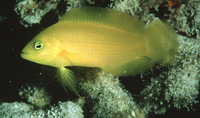 Pseudochromis fuscus, Brown dottyback: aquarium