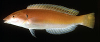 Hologymnosus rhodonotus, Redback longface wrasse: