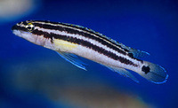 Julidochromis ornatus, Golden julie: aquarium