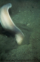 Eptatretus burgeri, Inshore hagfish: fisheries, bait