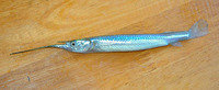 Zenarchopterus dispar, Feathered river-garfish: fisheries