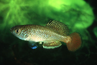 Nothobranchius taeniopygus, Striped nothobranch: aquarium