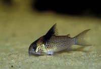 Corydoras melanistius, Bluespotted corydoras: aquarium