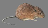 Image of: Arvicola amphibius (Eurasian water vole)
