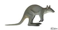 Image of: Dorcopsis luctuosa (gray dorcopsis)