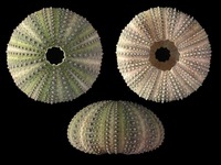 Paracentrotus lividus